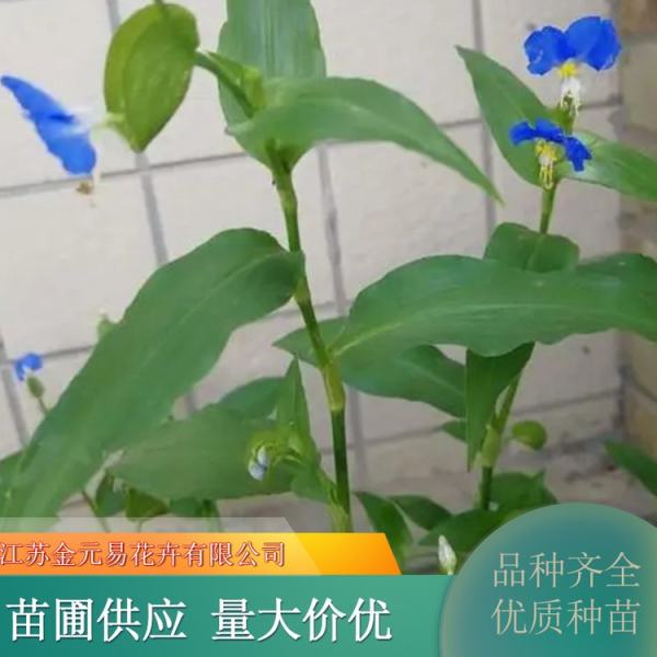 鴨跖草價格