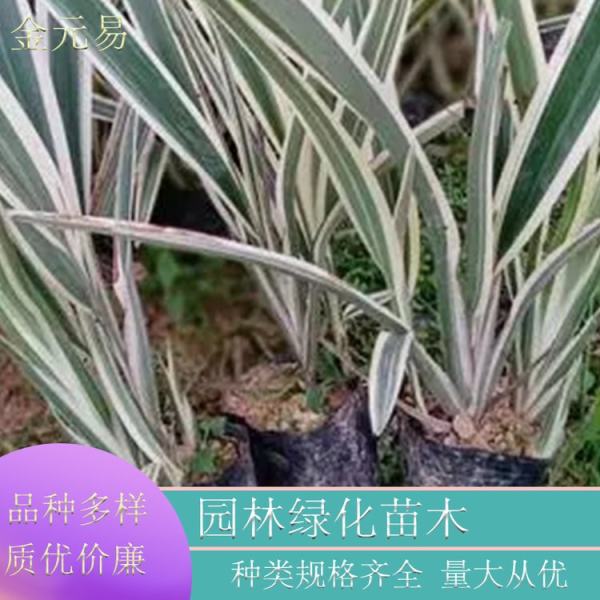 花叶山菅兰图片