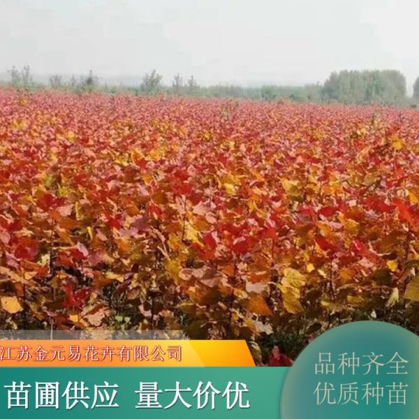 紅葉楊價格