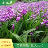 供應(yīng)白芨小苗 陽(yáng)臺(tái)庭院盆栽觀賞花卉 顏色艷麗 根系好 生命力強(qiáng)