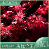 苗圃出售紅楓 易成活 庭院紅舞姬 綠化苗木風(fēng)景樹