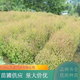 苗圃出售連香樹 道路園林風(fēng)景行道樹 規(guī)格齊全品相好生長(zhǎng)旺盛