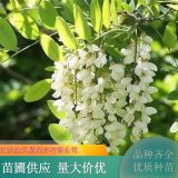 苗木出售刺槐 高速公路綠化樹 荒山護坡 規(guī)格齊全