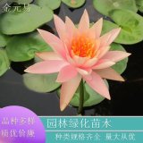 基地供應(yīng) 睡蓮 多年生水生植物 花色多花型優(yōu)美 水體綠化用苗