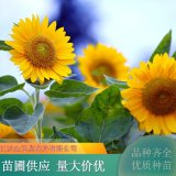 向日葵 花海花壇 觀賞性好 植株健壯 易成活 花期長 花頭多