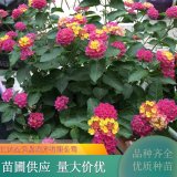 五色梅苗 花期長 易成活 公園配植 盆栽觀賞 規(guī)格齊全