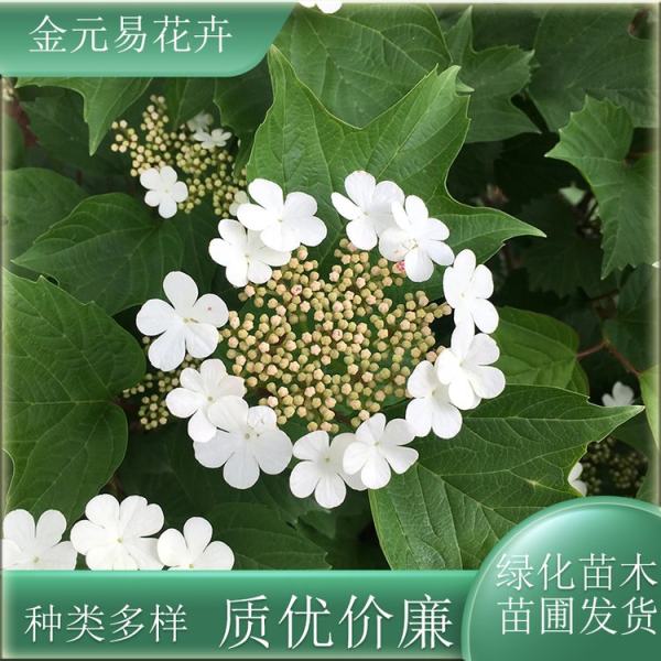 欧洲荚蒾价格