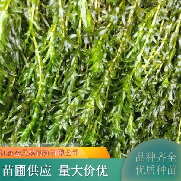 黑藻植物