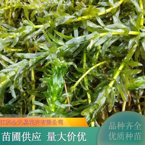 黑藻植物