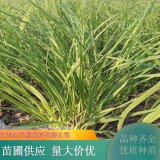 金邊大米草 護土固坡綠化 園林地被綠化工程觀賞草苗