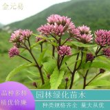 苗圃供應(yīng) 大麻葉澤蘭 庭院園林別墅花鏡宿根草本植物 綠化工程苗