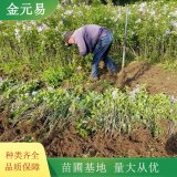 丁香 花镜花海工程打造苗 园林绿化苗木 公园小区开花植物