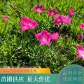 歐石竹 常年開花 適合種植在濕地公園 租擺盆栽 觀賞性好