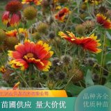 宿根天人菊 植株健壯 好養(yǎng)易活 花壇花帶栽植或鑲邊 花期長(zhǎng)