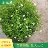 滿天星 庭院陽臺盆栽觀賞花卉 鮮切花材料 花鏡栽植苗