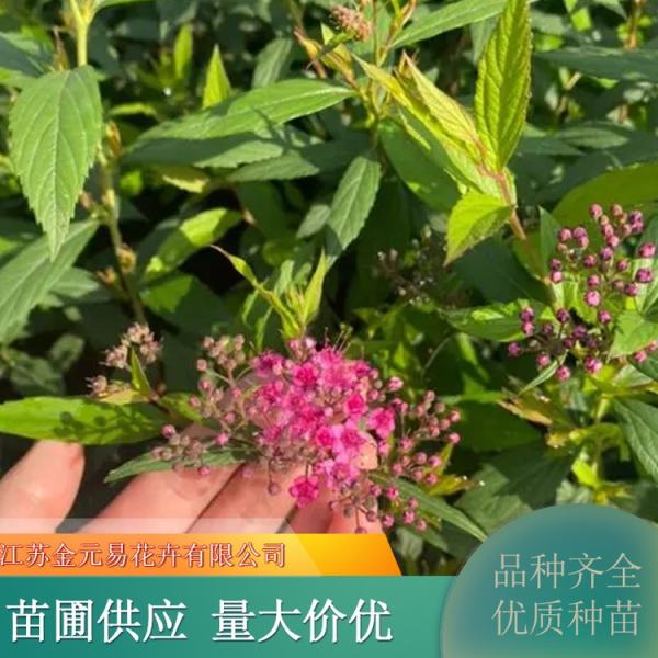 红花绣线菊价格