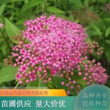 紅花繡線菊 庭院別墅盆栽觀賞花卉 切花材料 公園景區(qū)工程苗