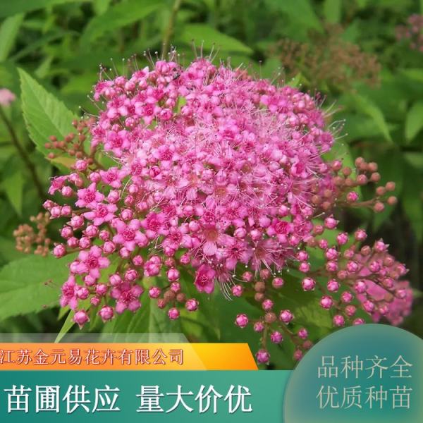 红花绣线菊价格