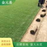 果嶺草草坪草皮 耐踐踏 足球場 運動公場所常用草坪皮