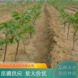 核桃苗 文玩 绿化树 庭院小区种植苗 果园栽培树 规格齐全