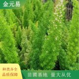 天门冬小苗盆栽 庭院阳台盆景观赏苗 园林色块配植苗