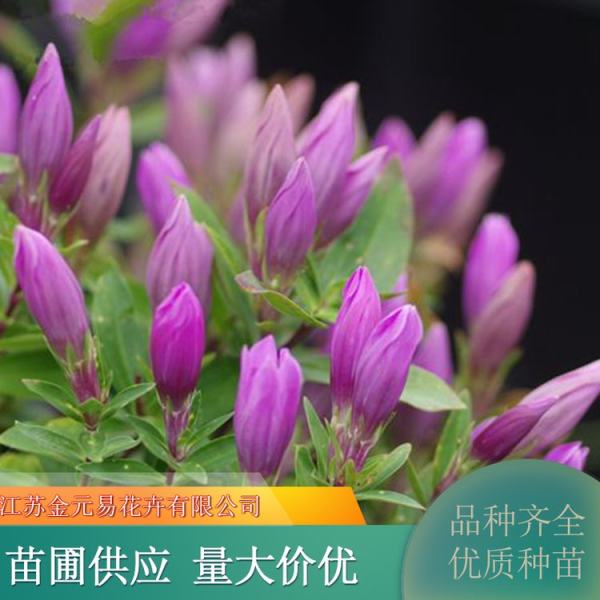 龙胆花花语