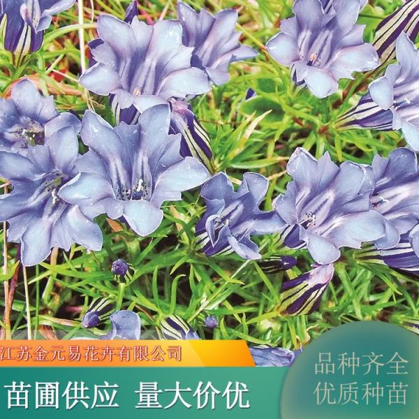 龙胆花花语