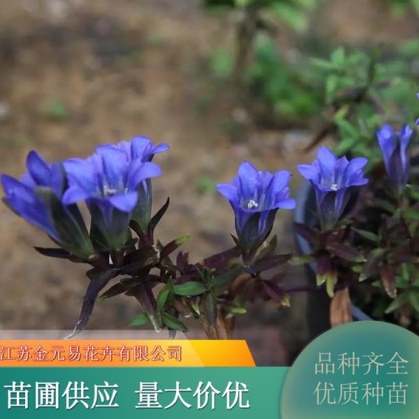 龙胆花花语