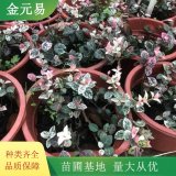 水果籃小苗 公路綠化帶種植工程苗 園林景區(qū)花壇栽植苗