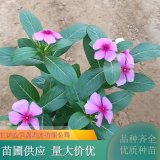 天天開(kāi) 又名長(zhǎng)春花 幾乎全年開(kāi)花 色澤鮮艷 陽(yáng)臺(tái)盆景栽培