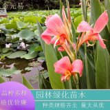 水生美人蕉 观花植物 公园河道绿化 工程用苗 品种齐全