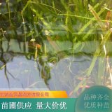 苗圃出售矮化苦草 湖面水体绿化 河道治理栽植 湿地公园净化水质