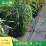 出售重金屬柳枝稷 水土保持風(fēng)障植物 景區(qū)色塊配植苗