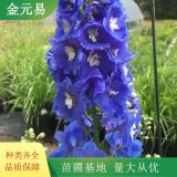 基地大花飛燕草 時(shí)令花卉市政綠化工程苗 花鏡花壇栽植苗 鴿子花