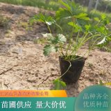 三叶委陵菜 多年生草本 花坛花镜专用 家庭花园点缀花卉