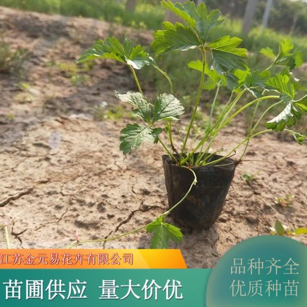 三叶委陵菜价格