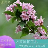 苗圃供應(yīng)花葉錦帶 落葉灌木小苗 園林觀賞別墅小區(qū)綠化花卉