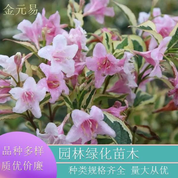 花叶锦带图片