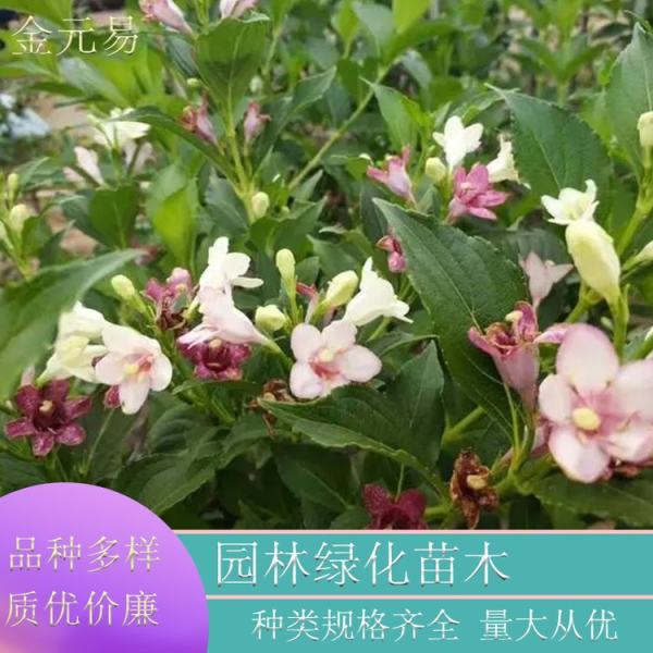 花叶锦带图片