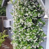 藤蔓植物 风车茉莉 盆景盆栽花坛花镜小区公园庭院绿化花卉