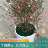 基地出售松紅梅 花鏡植物打造園林綠化觀賞花木