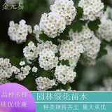 苗圃供应三裂绣线菊黄金喷泉 公园道旁庭院点缀苗木 花坛花镜布置