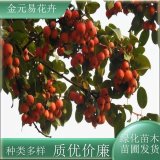 苗圃出售冬紅果海棠 綠化行道樹常用 易成活 樹形優(yōu)美