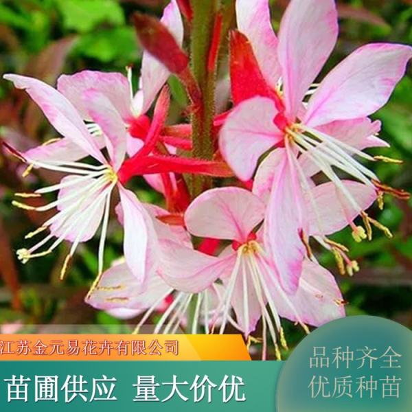 紫葉千鳥(niǎo)花