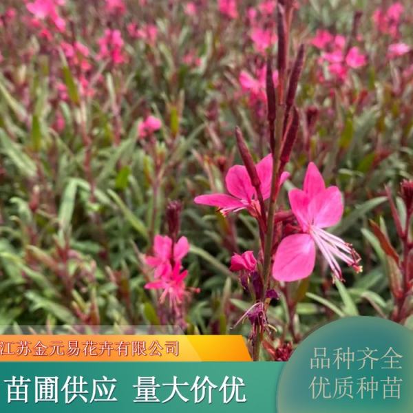 紫葉千鳥(niǎo)花