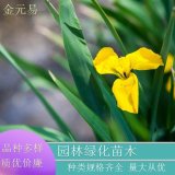 基地直供 黃花鳶尾 水生花卉河道治理 凈化水質(zhì) 濕地綠化改造苗