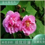 苗圃出售木芙蓉 易成活 盆栽觀(guān)賞 庭園栽植行道綠化喬木