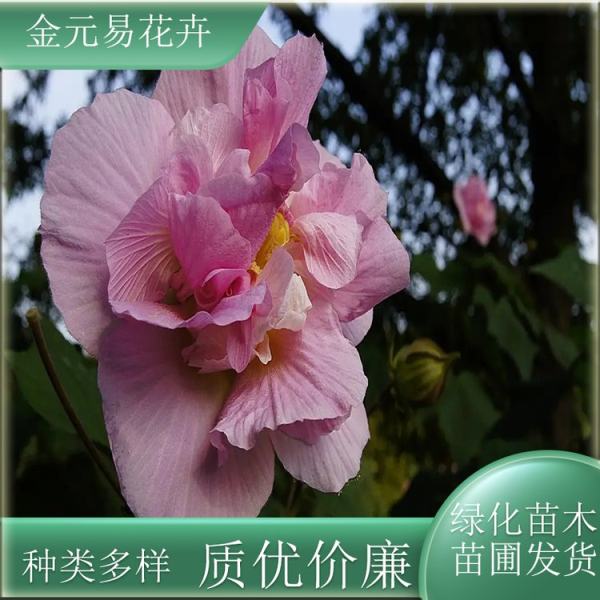 木芙蓉价格