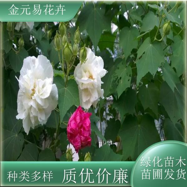 木芙蓉价格