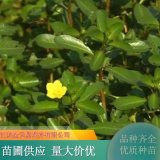 黄花水龙 漂浮性活体水培植物 市政河道治理 浮岛栽植苗